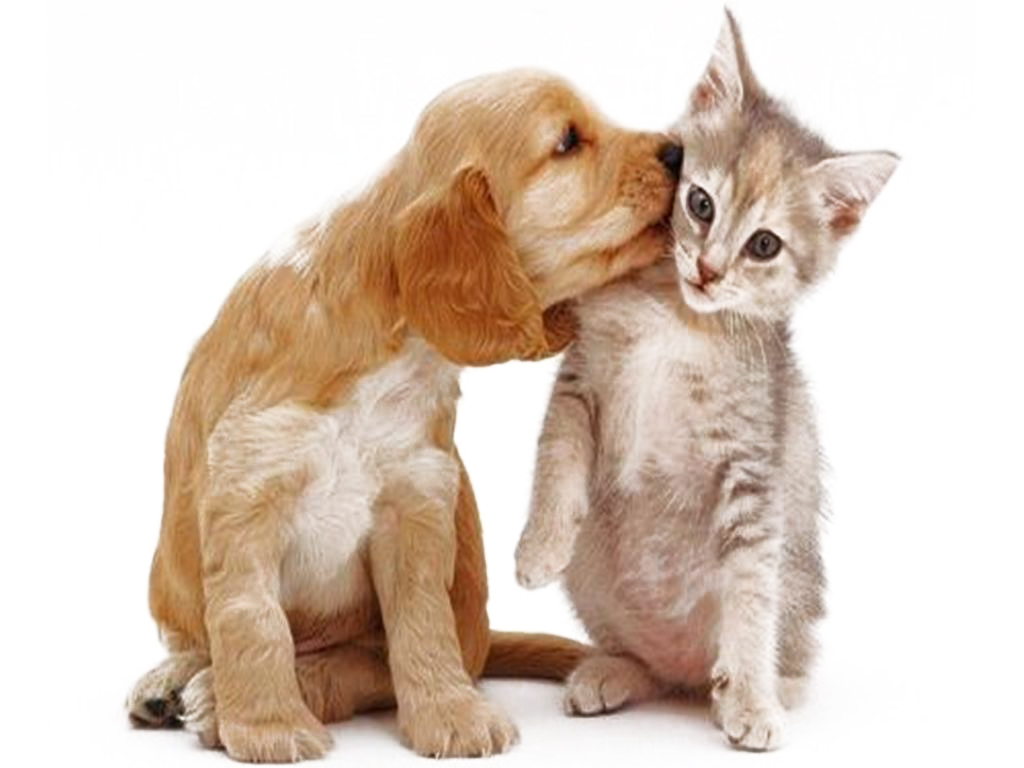 animed_pareja
